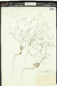 Eriogonum cernuum image