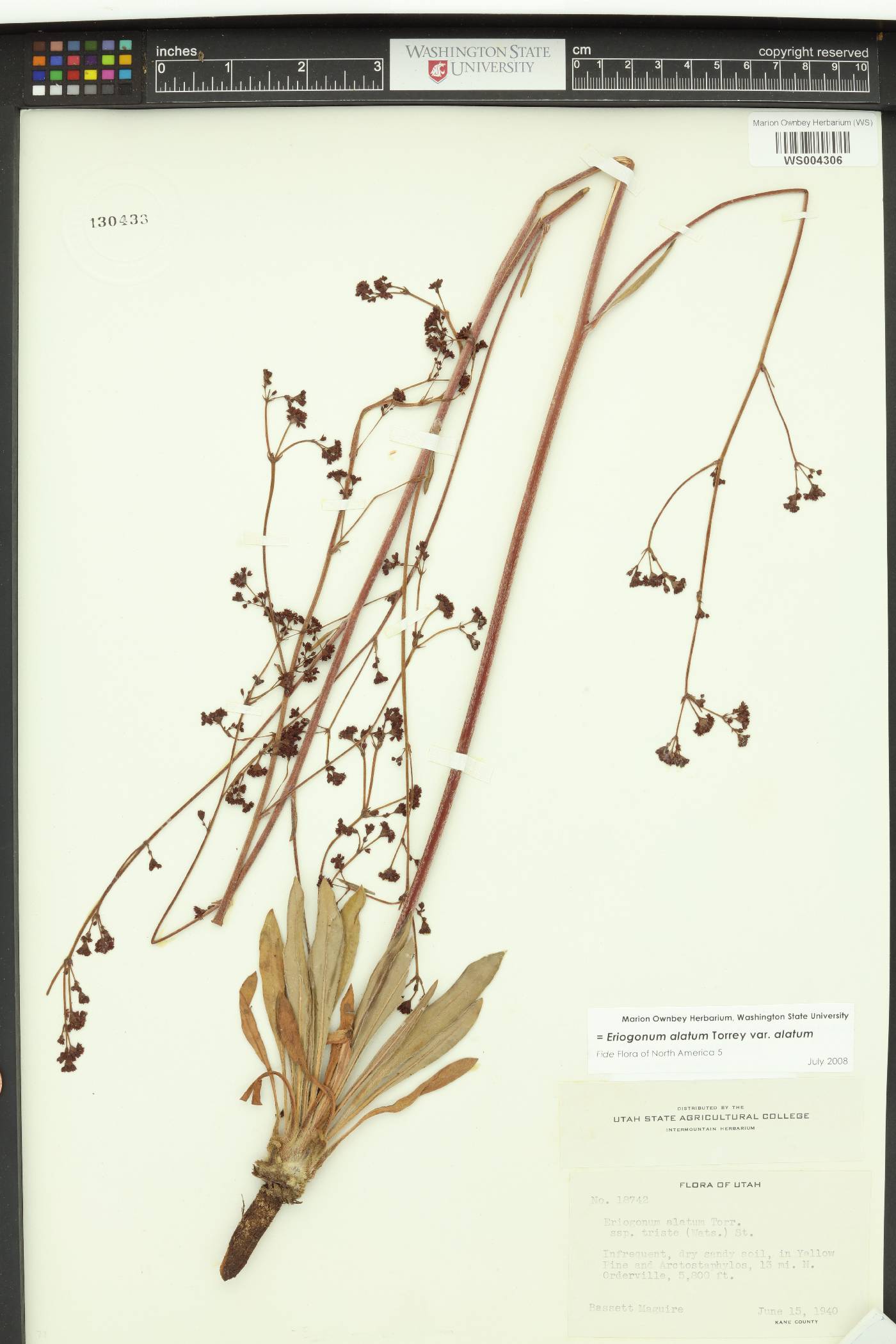 Eriogonum alatum var. alatum image