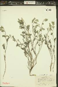 Astragalus microcystis image