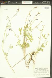 Sidalcea glaucescens image