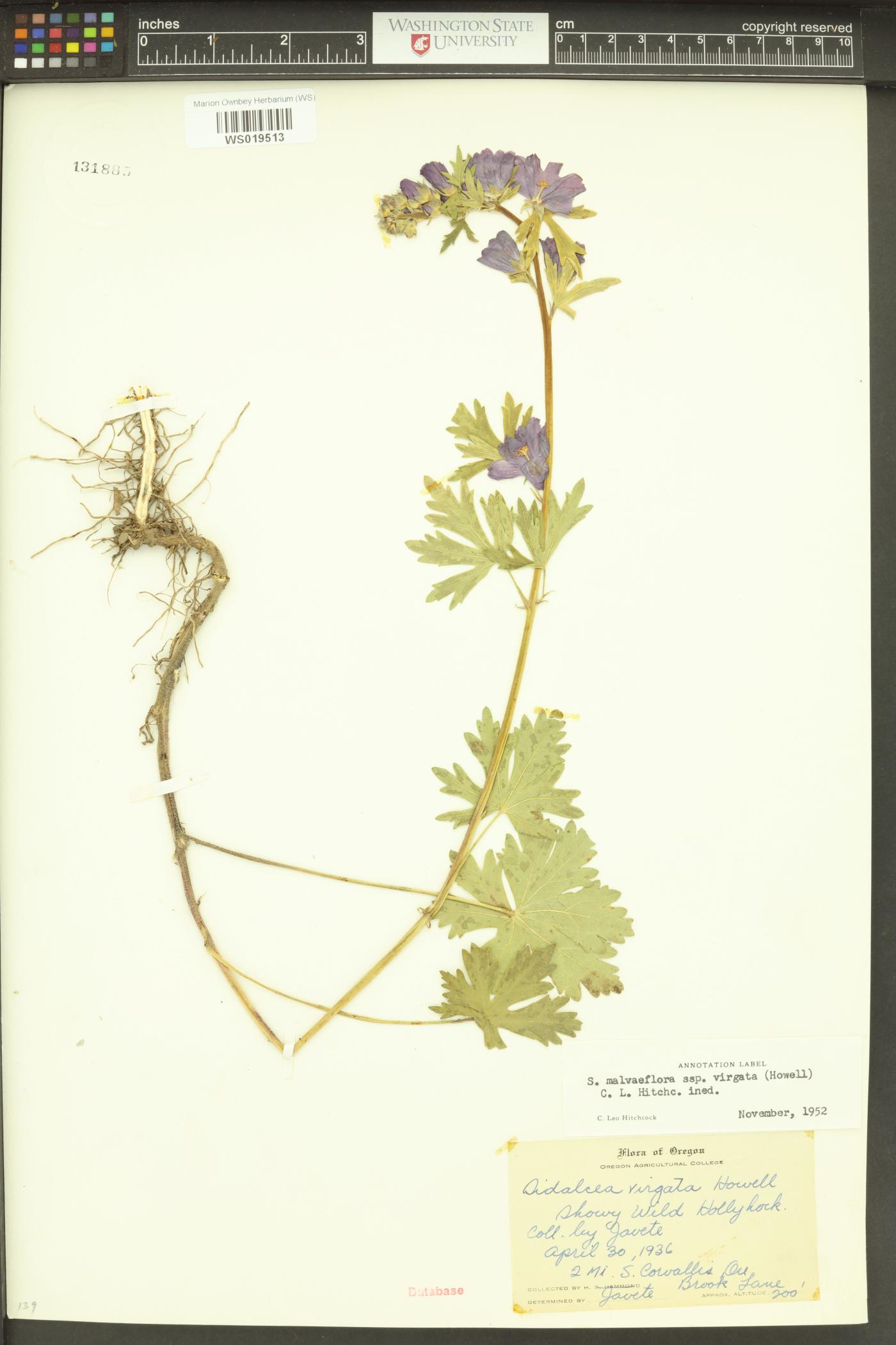 Sidalcea asprella image