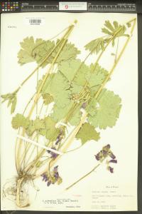 Sidalcea asprella image