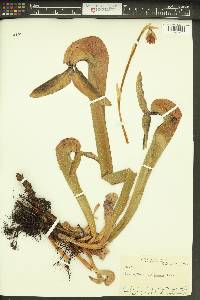 Darlingtonia californica image