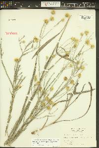 Pityopsis graminifolia image