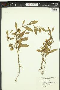 Physalis virginiana image