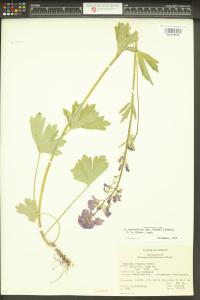 Sidalcea asprella image