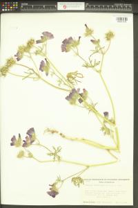 Sidalcea diploscypha image