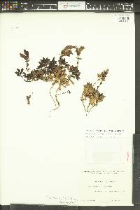 Penstemon fruticosus image