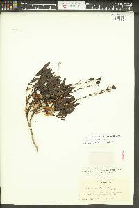 Penstemon fruticosus image