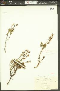Penstemon fruticosus image