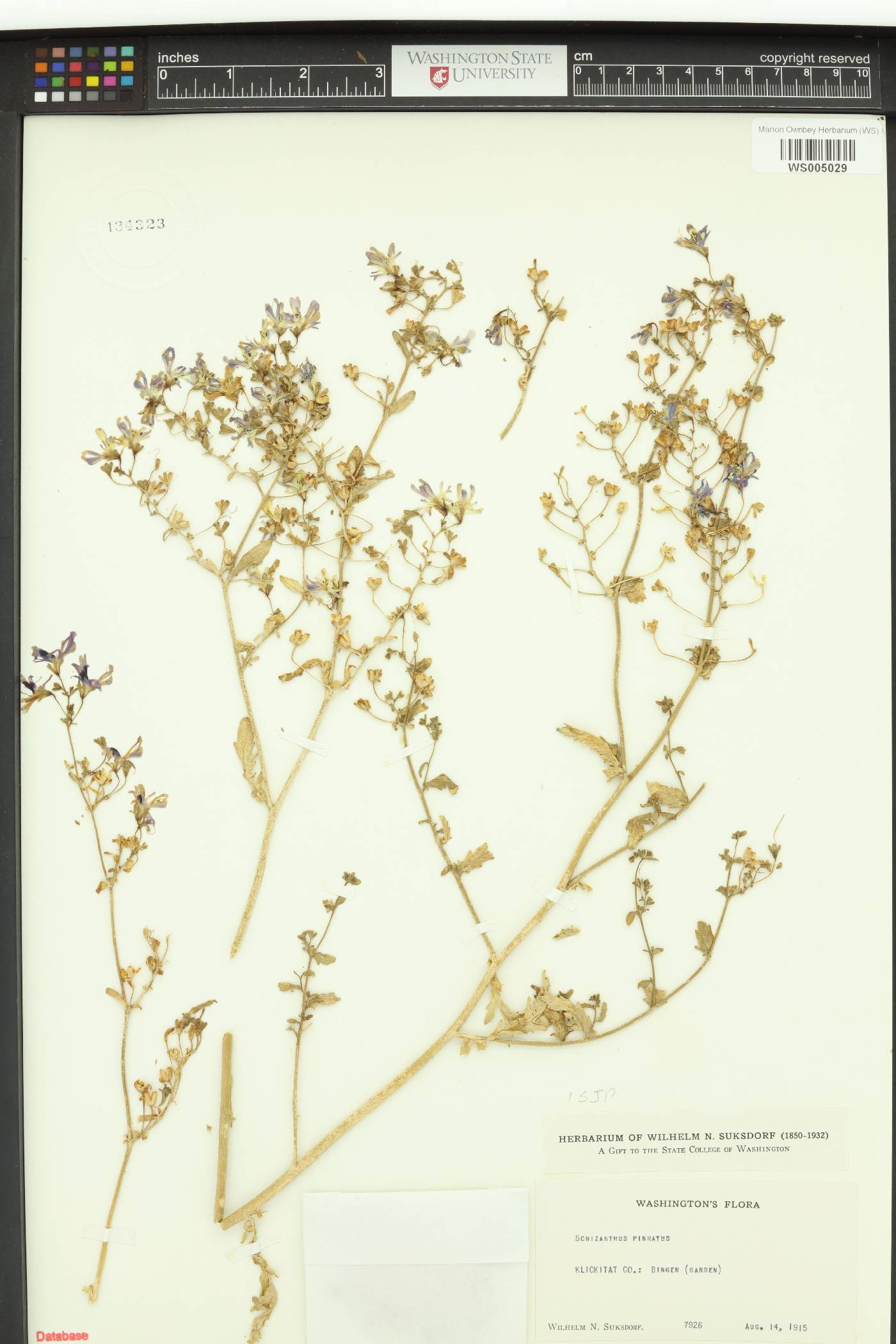 Schizanthus pinnatus image