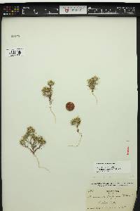 Navarretia intertexta image