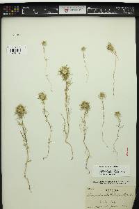 Navarretia intertexta image