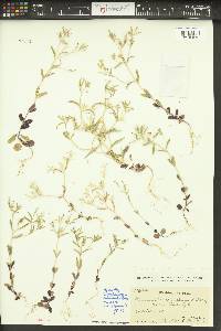 Phlox gracilis image