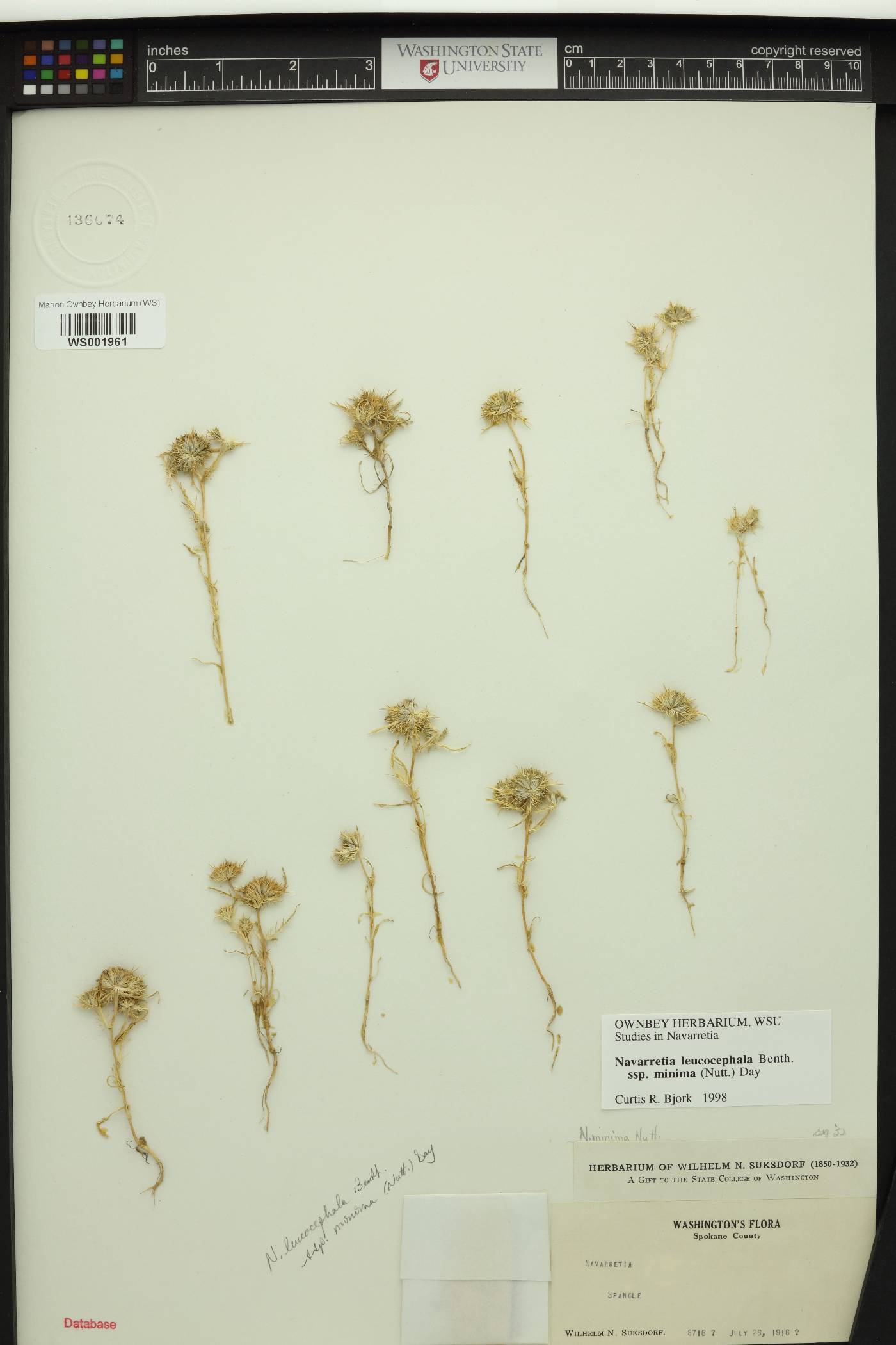 Navarretia leucocephala image