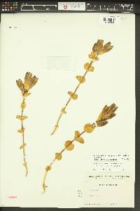 Gentiana calycosa image