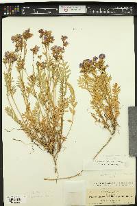 Polemonium californicum image