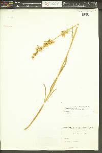 Frasera albicaulis image