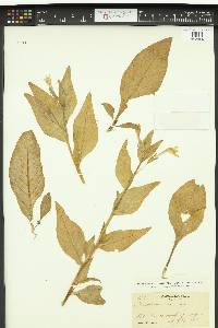 Nicotiana quadrivalvis var. bigelovii image