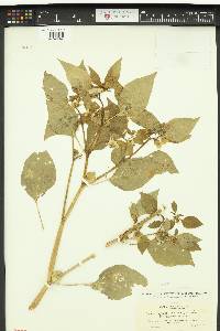 Physalis philadelphica var. immaculata image