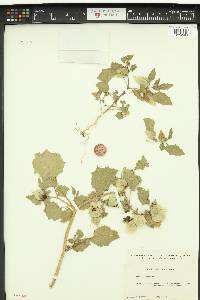 Physalis pubescens var. integrifolia image