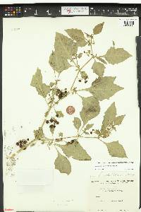 Solanum americanum image