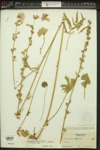 Sidalcea campestris image