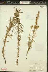 Linaria vulgaris image