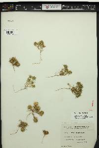 Navarretia intertexta image