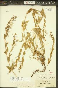 Epilobium luteum image