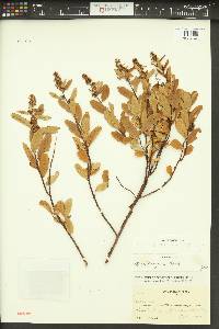 Spiraea douglasii image