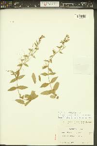 Epilobium luteum image