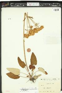 Eriogonum compositum image