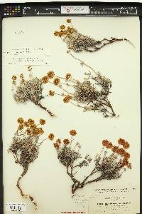 Eriogonum tenue image