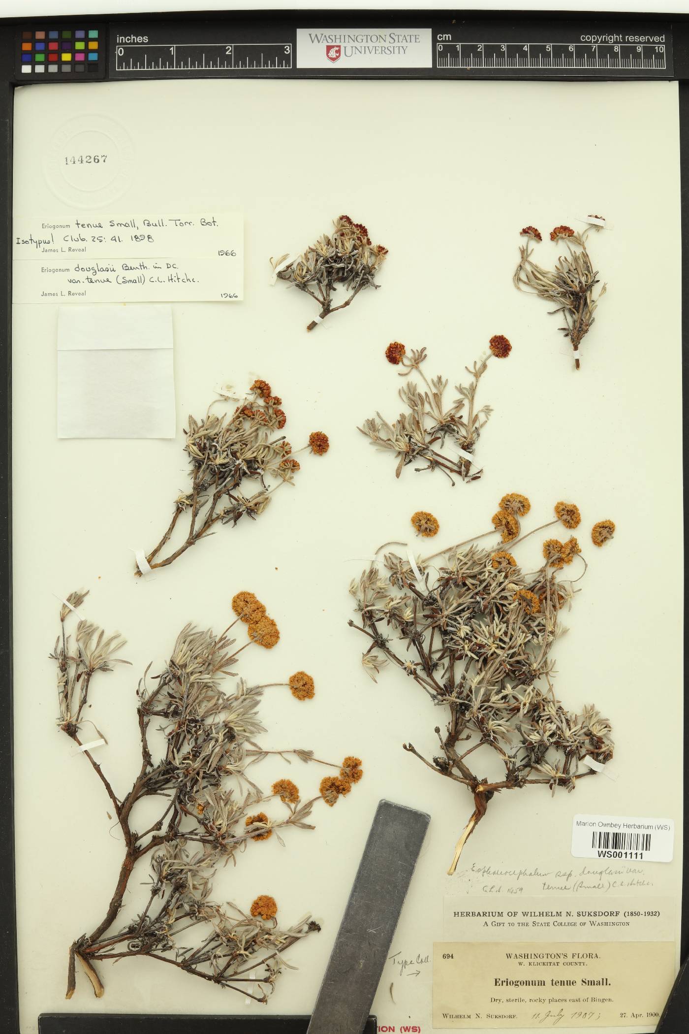 Eriogonum tenue image