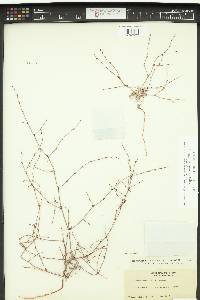 Eriogonum cithariforme image
