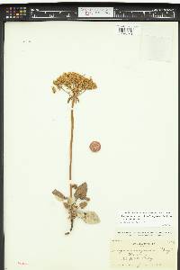 Eriogonum compositum var. compositum image