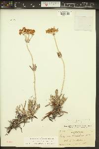 Eriogonum heracleoides image