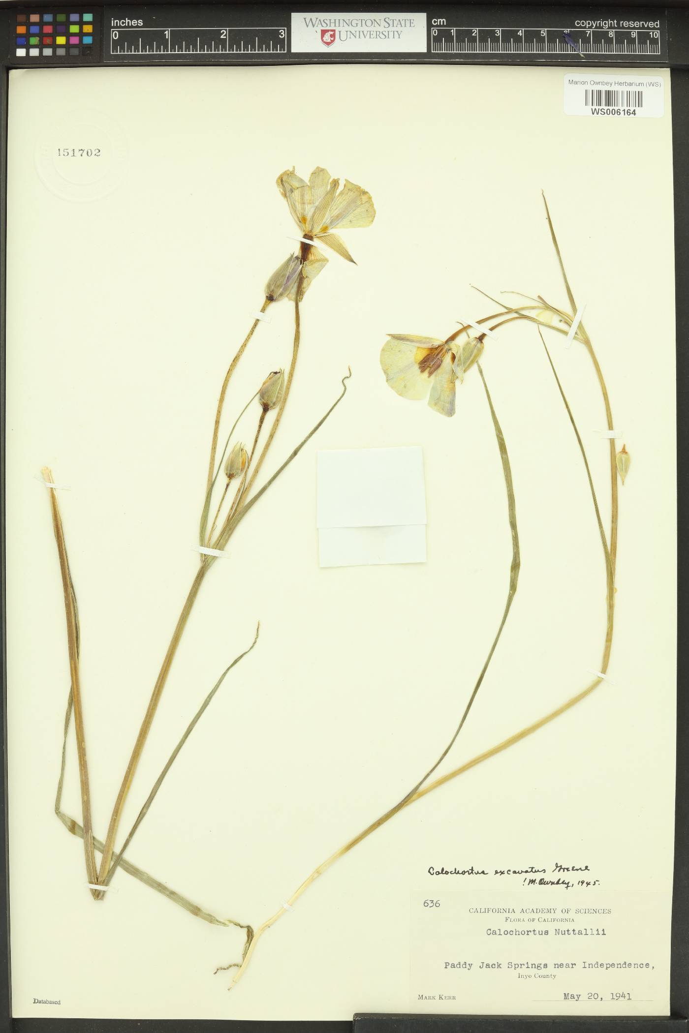 Calochortus excavatus image