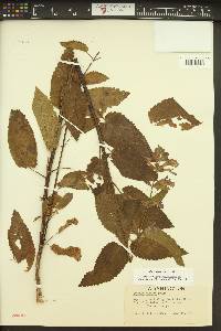 Stachys cooleyae image