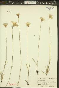 Pinaropappus roseus image