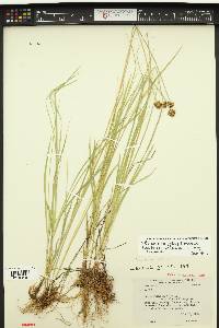 Carex vernacula image