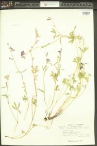 Sidalcea glaucescens image