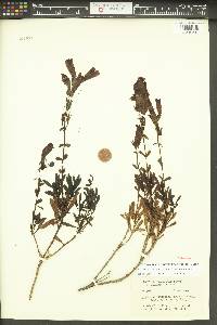Penstemon fruticosus image