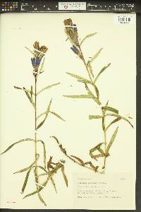 Gentiana linearis image