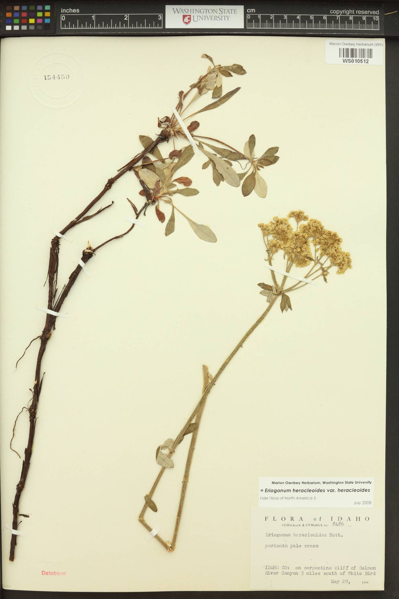 Eriogonum heracleoides var. heracleoides image