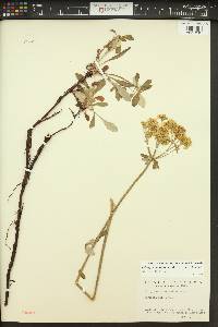 Eriogonum heracleoides image