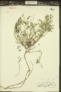 Astragalus microcystis image
