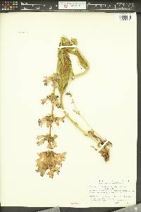 Penstemon payettensis image