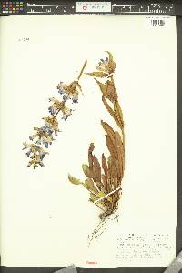 Penstemon payettensis image